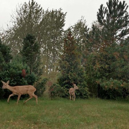 Ferienwohnung Am Kustenwald Trassenheide Exteriör bild